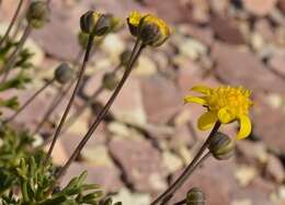 Image of Euryops pleiodontus B. Nordenst.