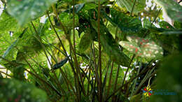 Image of Caladium bicolor (Aiton) Vent.