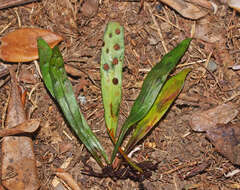 Plancia ëd Loxogramme dictyopteris (Mett.) Copel.