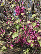 Слика од Cercis canadensis var. mexicana (Britton & Rose) M. Hopkins