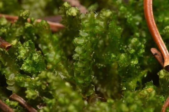 Image of Barbilophozia hatcheri (A. Evans) Loeske