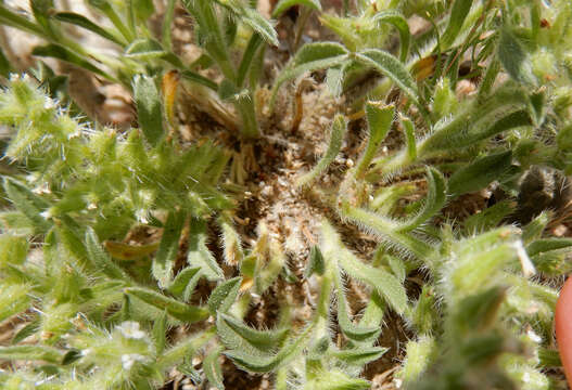 Plancia ëd Cryptantha crassisepala (Torr. & Gray) Greene