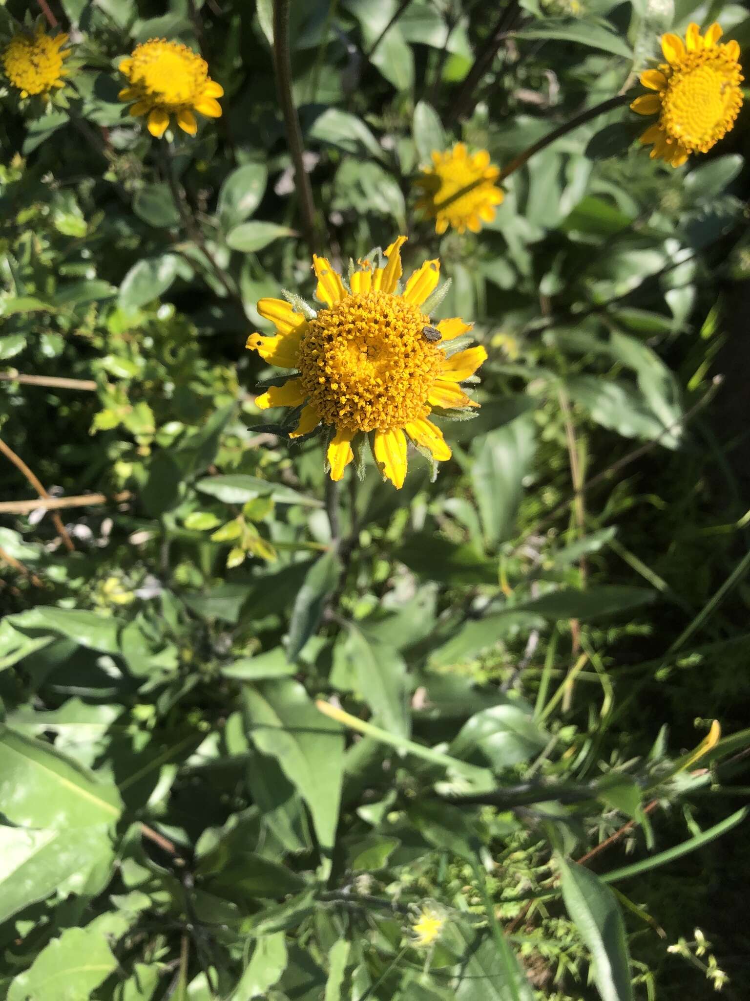 صورة Helianthella californica A. Gray