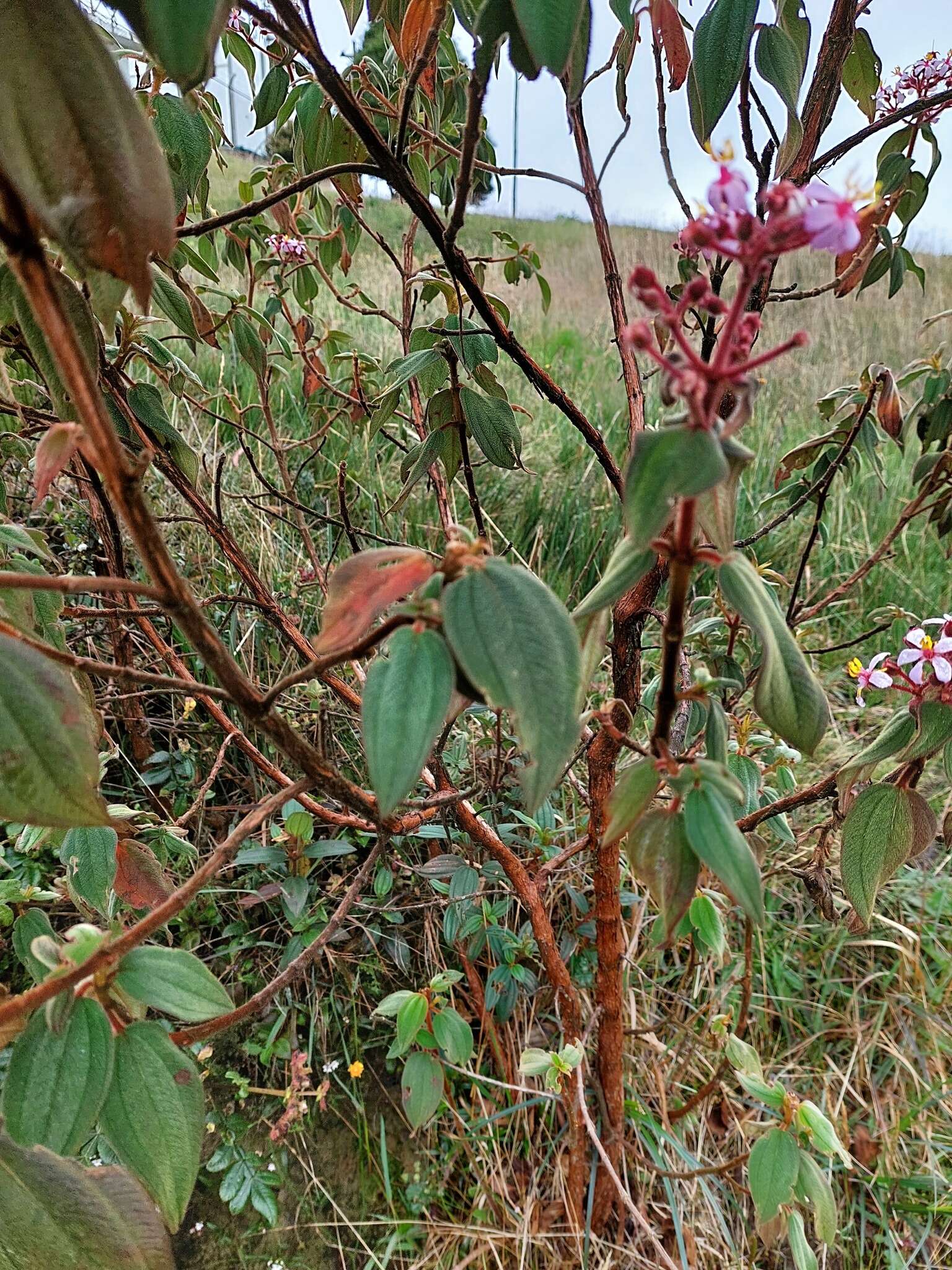 Слика од Monochaetum multiflorum (Bonpl.) Naud.