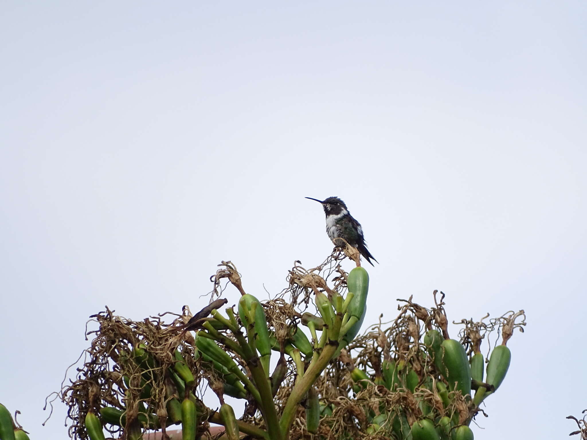 Image de Colibri de Mulsant