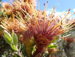 Image of Ribbon pincushion