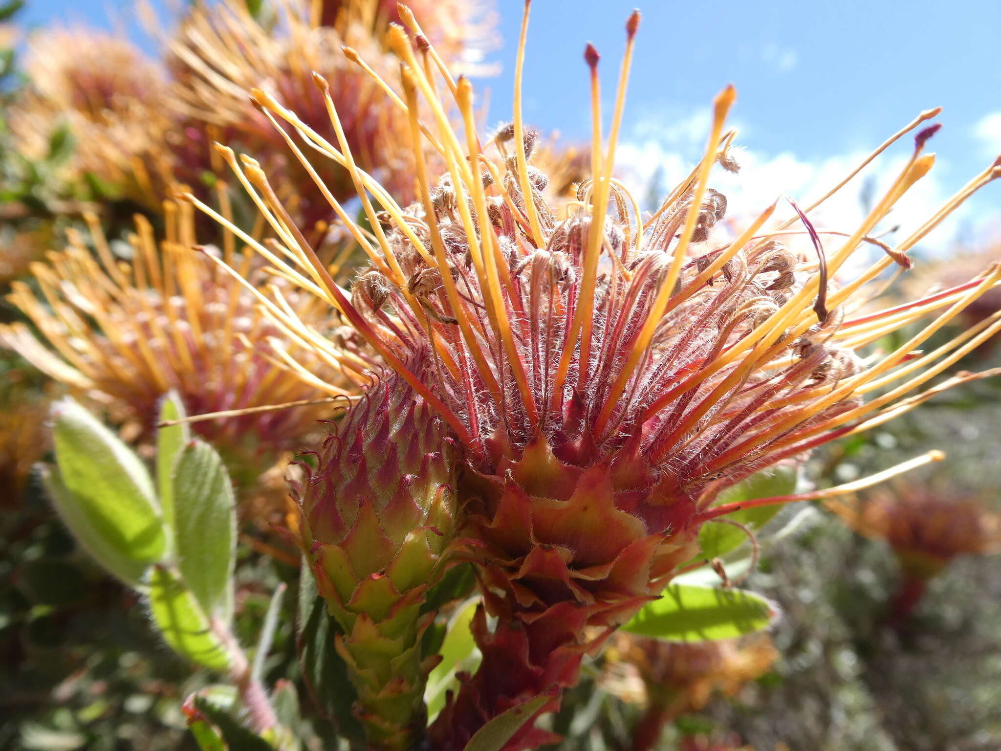 Plancia ëd Leucospermum tottum (L.) R. Br.