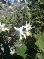 Image of Solanum ferrugineum Jacq.