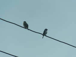 Image of Parrot-billed Seedeater