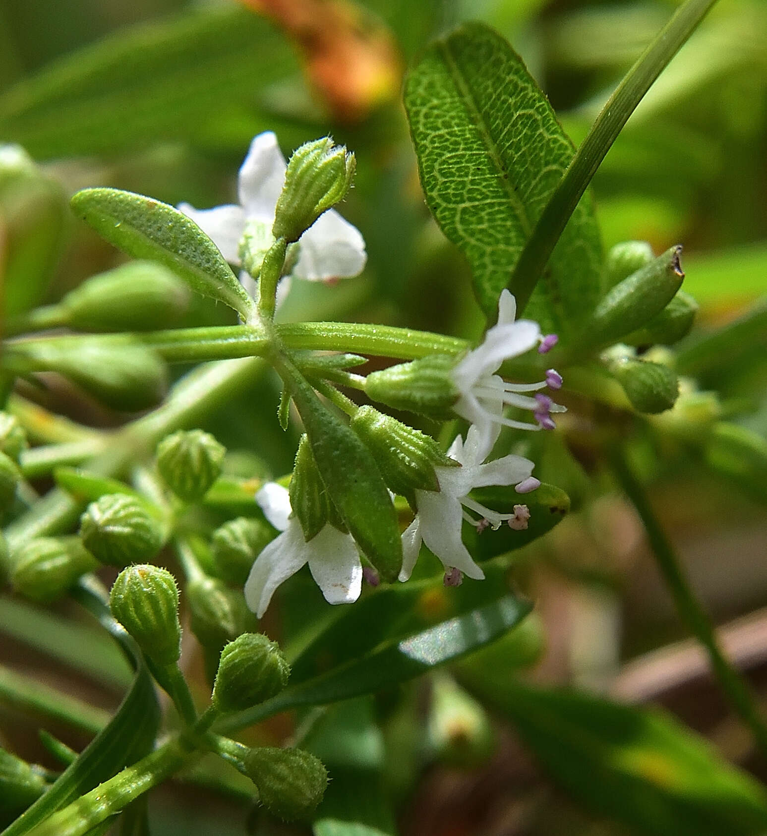 Image of Mentha diemenica Spreng.