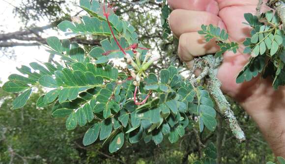 Albizia petersiana (Bolle) Oliv.的圖片