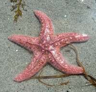 Image of Giant Pink Sea Star