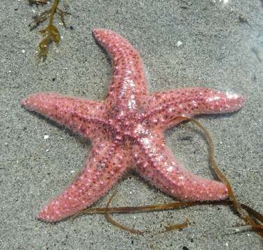 Слика од Pisaster brevispinus (Stimpson 1857)