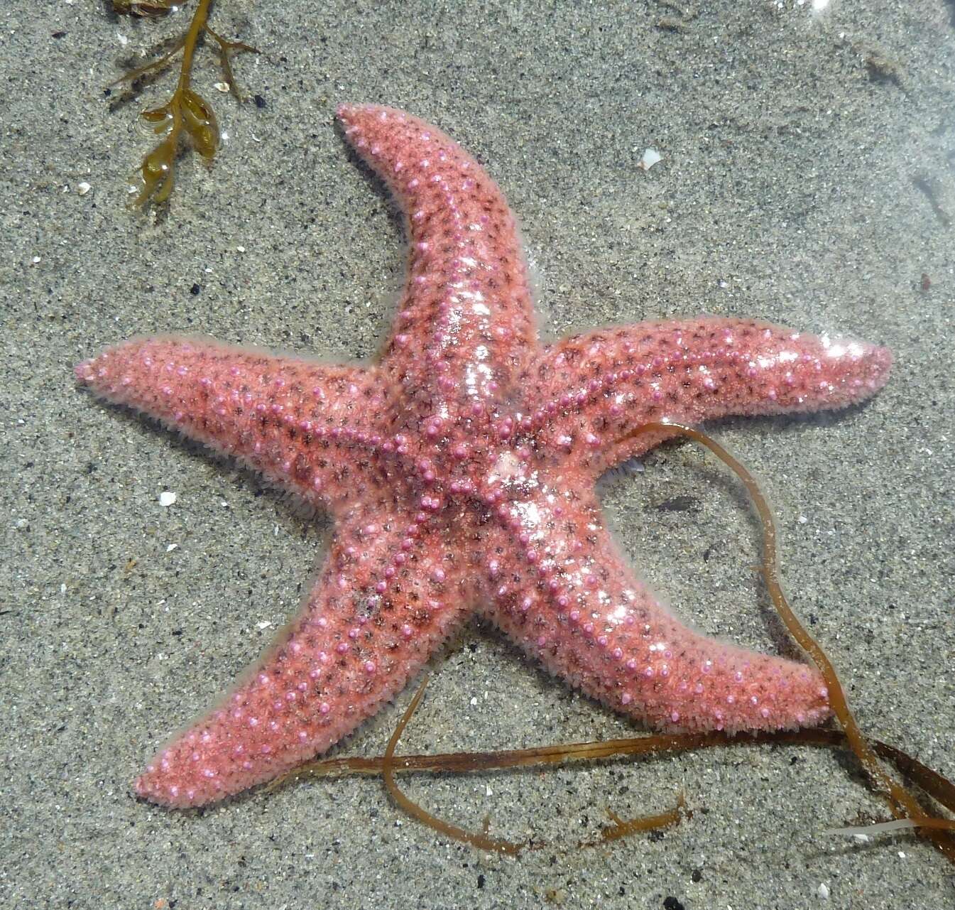 Image of Giant Pink Sea Star