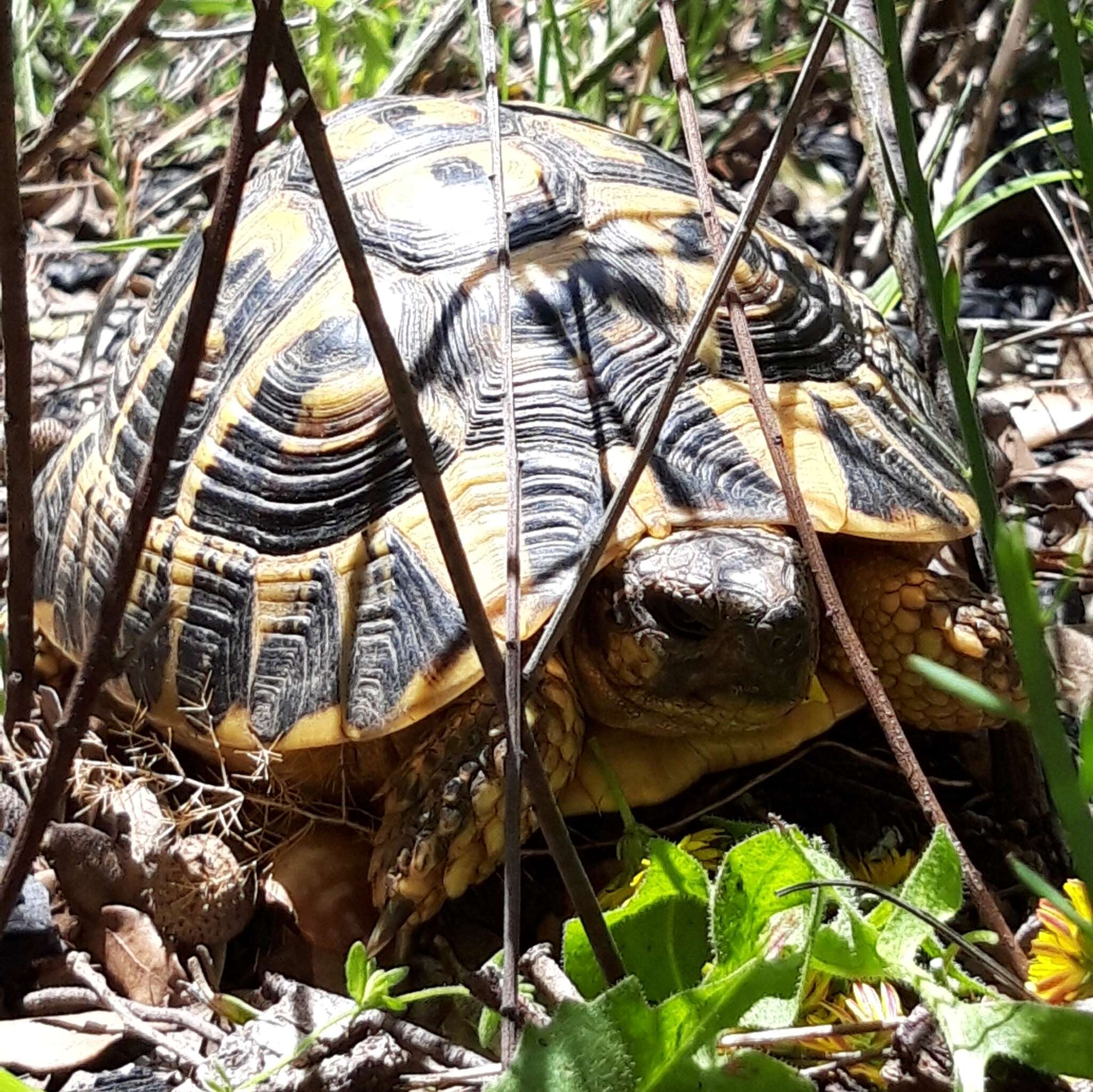 Image of Western Hermann's Tortoise