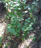 Styrax platanifolius subsp. texanus (Cory) P. W. Fritsch的圖片