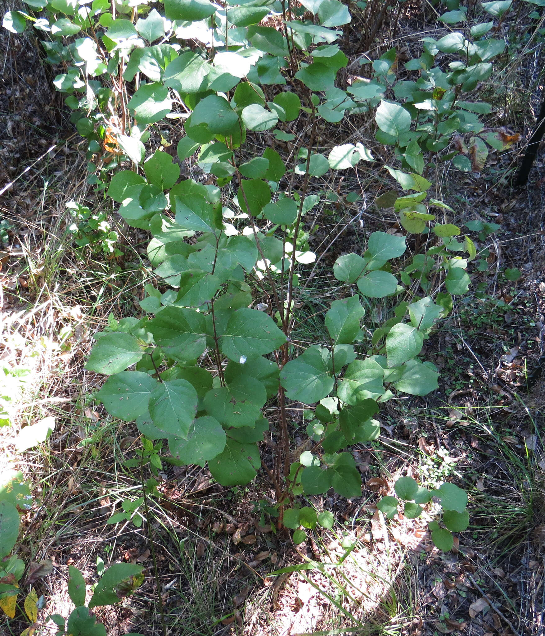 Image of Texas snowbells