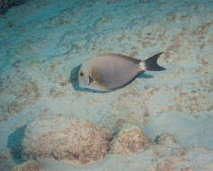 صورة Acanthurus nigroris Valenciennes 1835