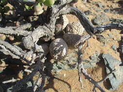 Sivun Ceropegia marlothii (N. E. Br.) Bruyns kuva