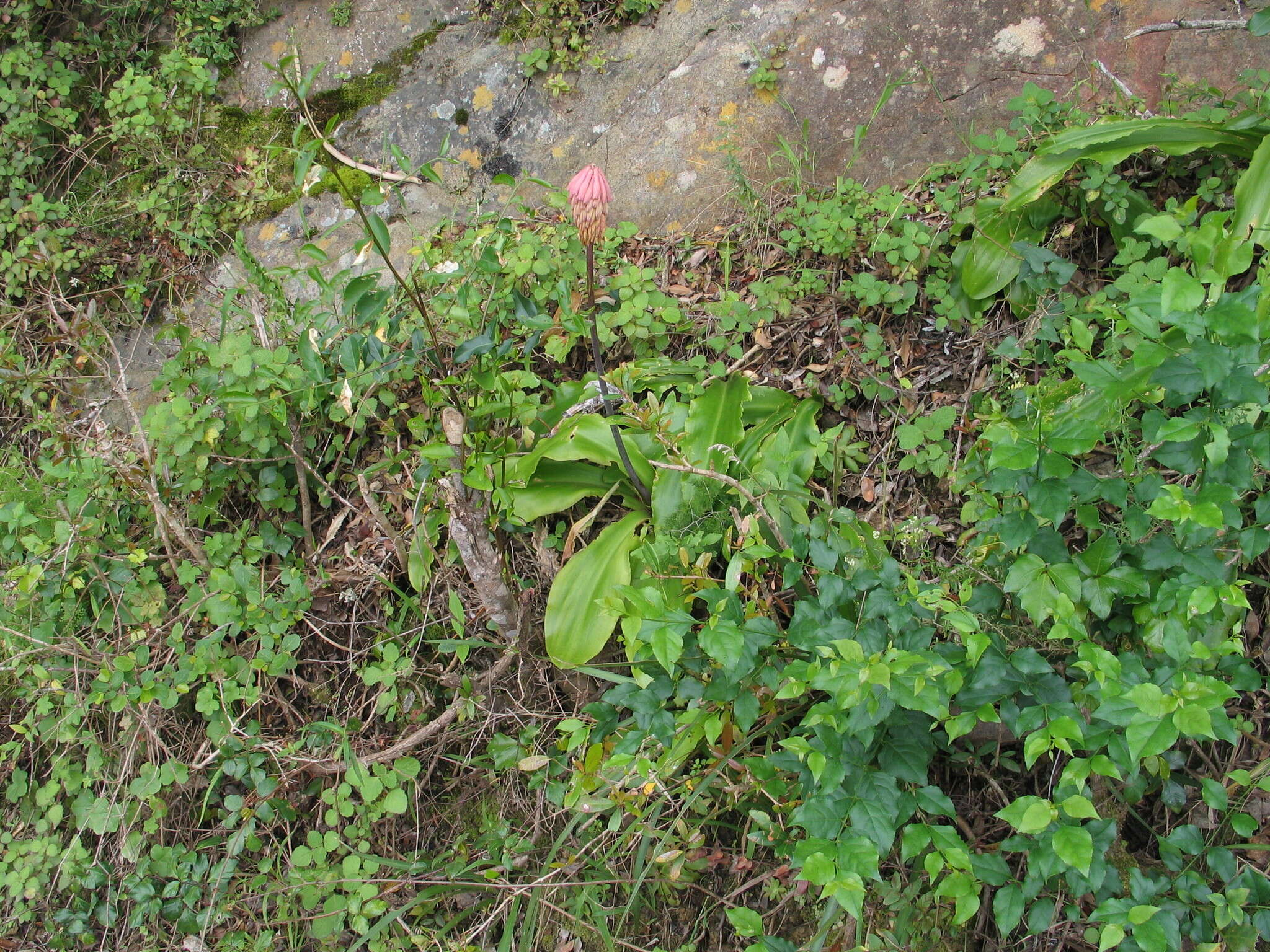 Sivun Veltheimia bracteata Harv. ex Baker kuva