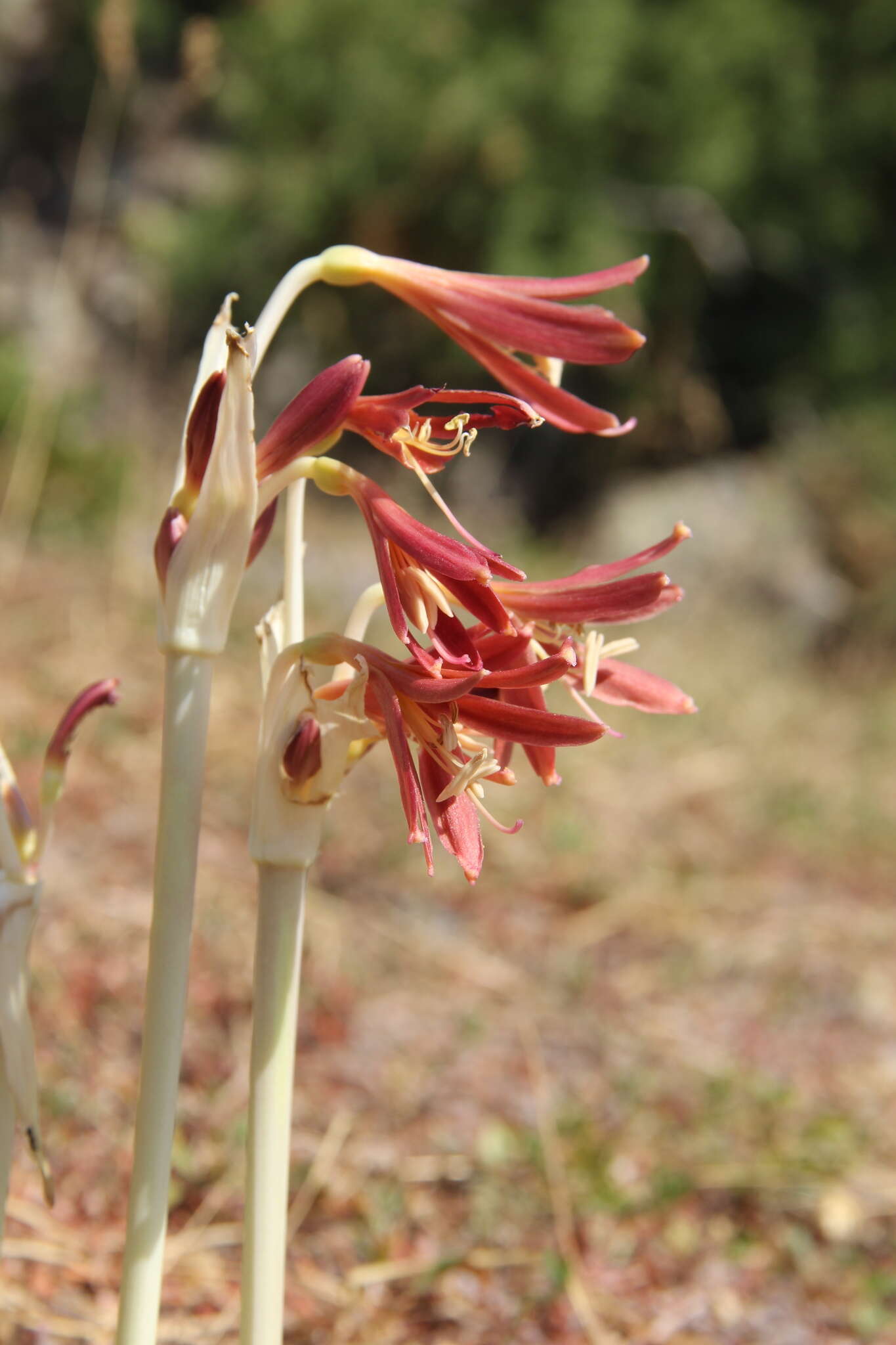 Image of Ungernia sewerzowii (Regel) B. Fedtsch.