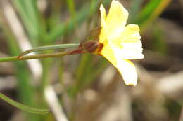 Image of Pitted Stripeseed