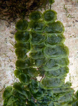 Image of Tahiti bristle fern