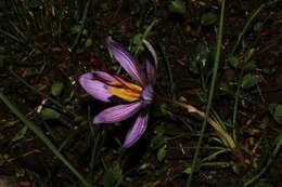 Image de Crocus cartwrightianus Herb.