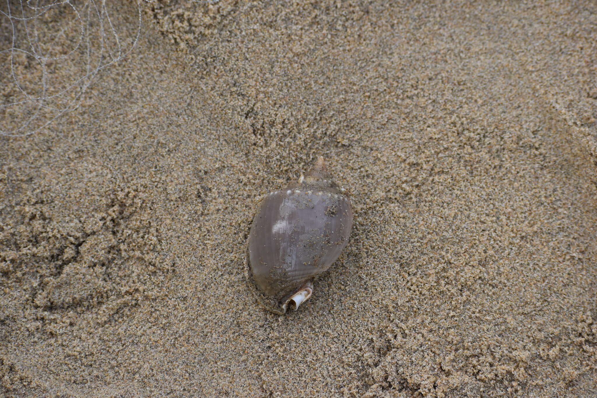 Image of Grey Bonnet