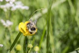 Image of Bombus pyrenaeus Pérez 1879