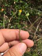 صورة Erigeron reductus var. angustatus (A. Gray) G. L. Nesom