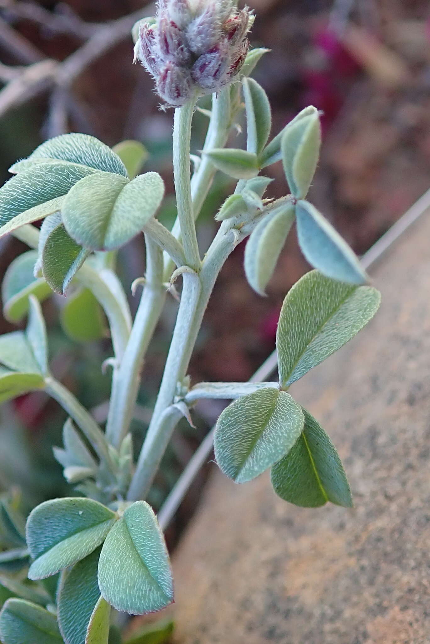 Image of Indigofera meyeriana Eckl. & Zeyh.