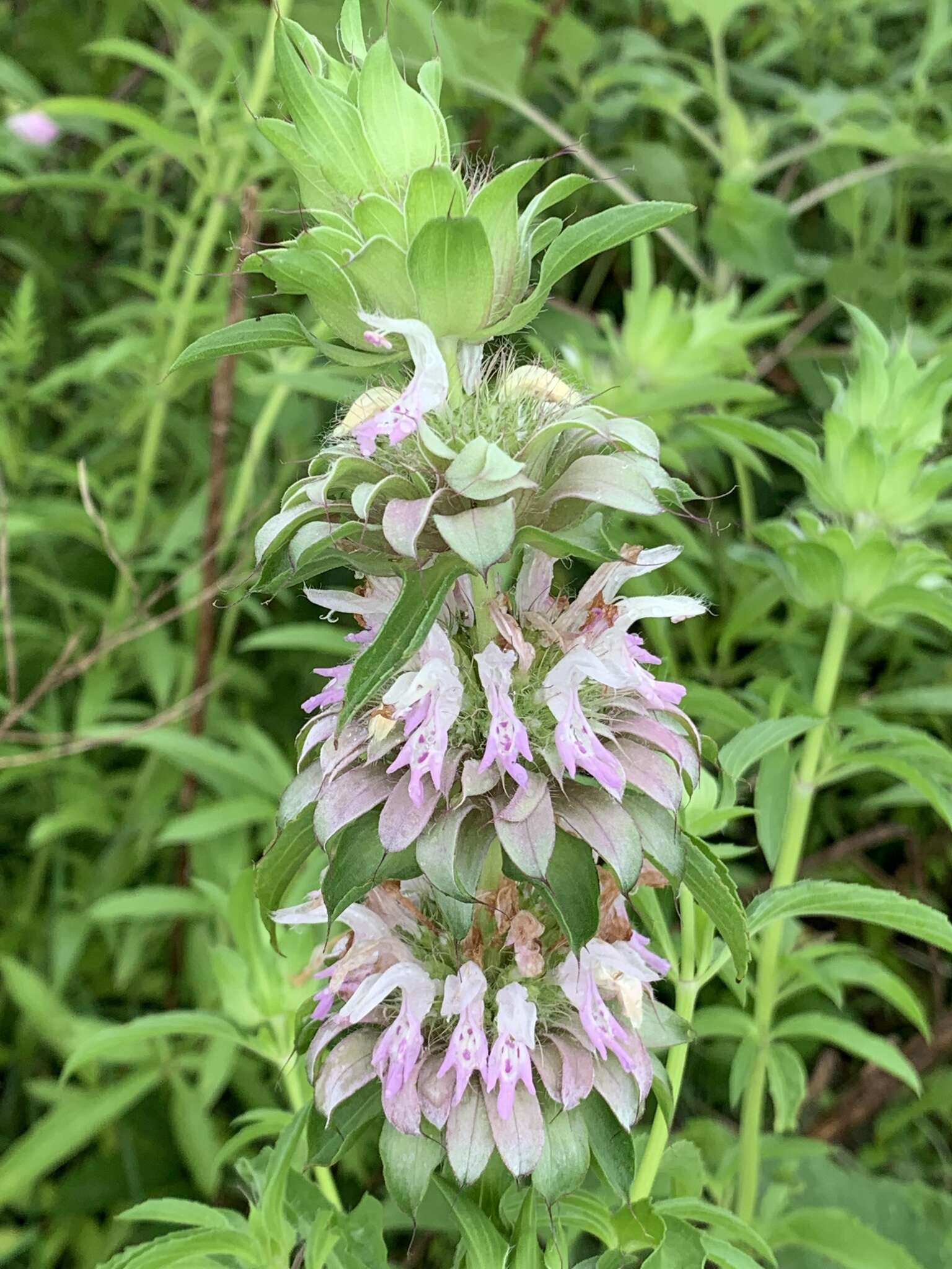 Monarda citriodora var. citriodora resmi