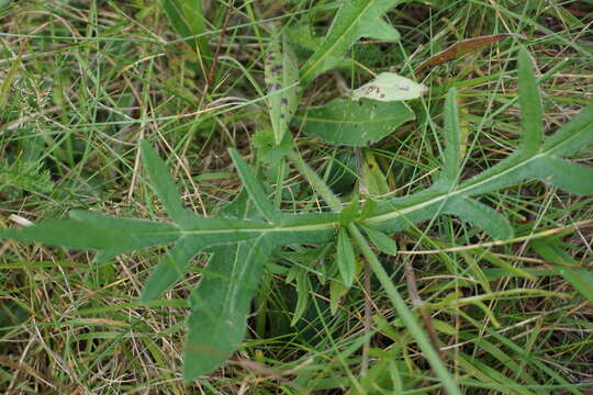 Слика од Knautia arvensis (L.) Coulter