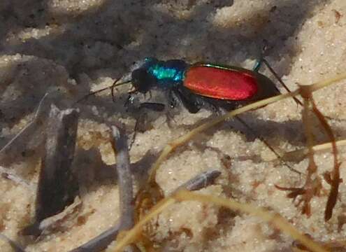 Image de Cicindela (Cicindela) scutellaris Say 1823