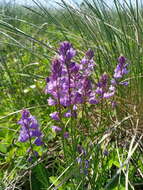 Image of Polygala comosa subsp. comosa