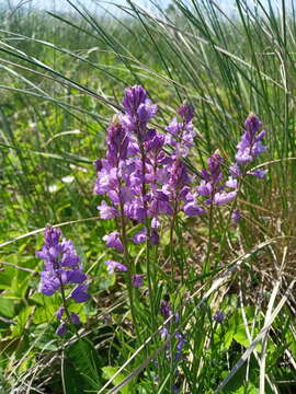 Image of Polygala comosa subsp. comosa