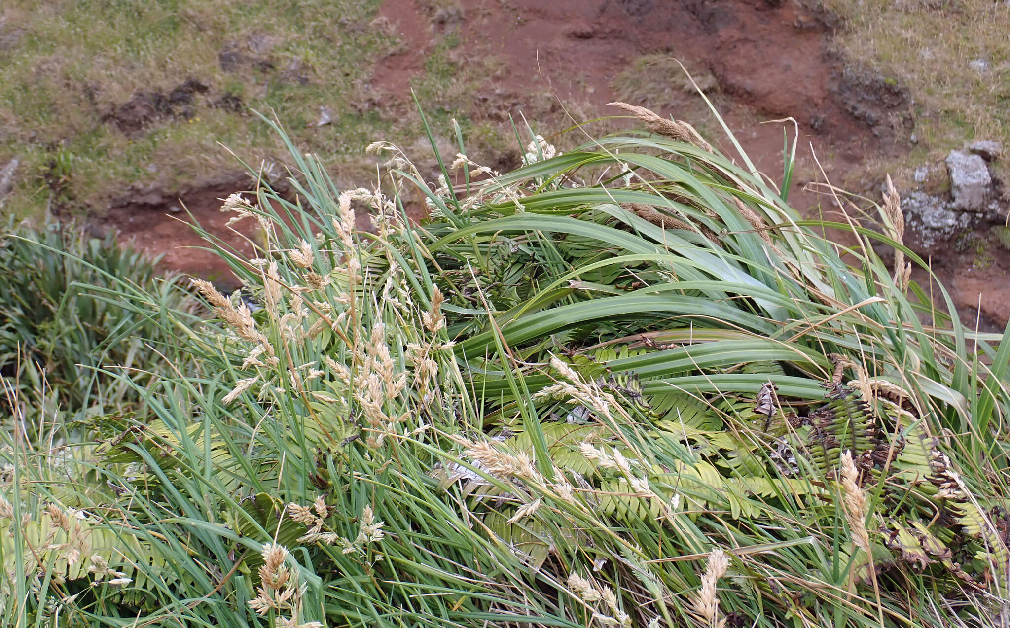 Image of Poa chathamica Petrie