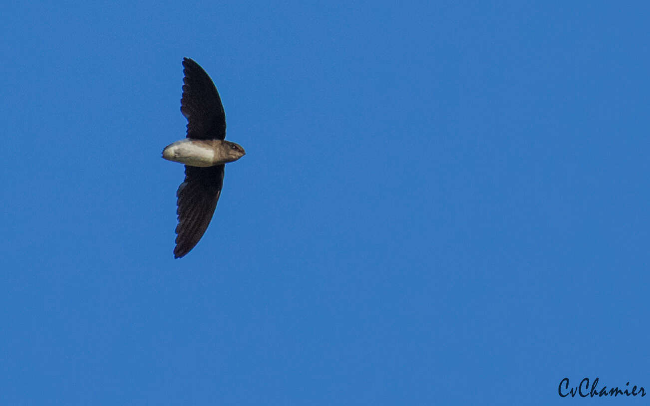 Image of Böhm's Spinetail