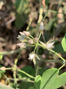 Image of Cynanchum mossambicense K. Schum.