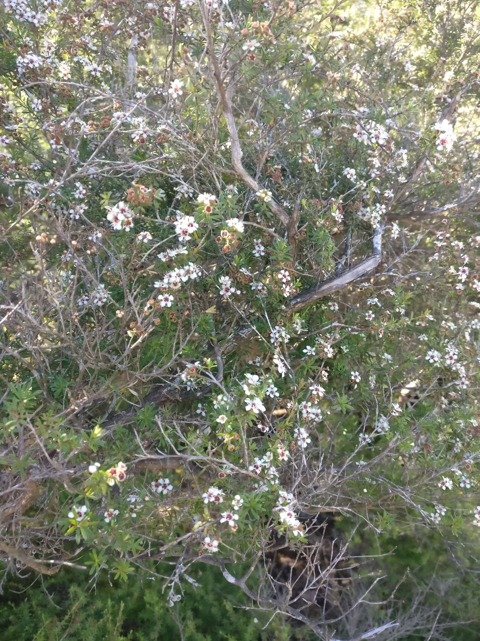 صورة Kunzea tenuicaulis de Lange