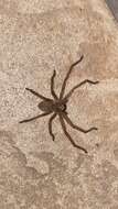 Image of Olios sericeus (Kroneberg 1875)