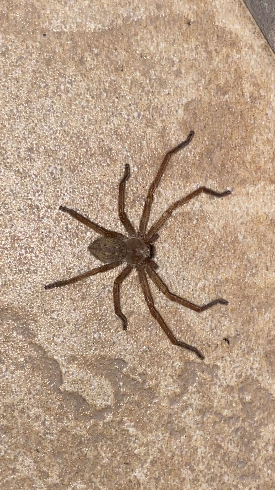 Image of Olios sericeus (Kroneberg 1875)