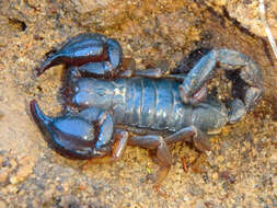 Image of Black Rock Scorpion