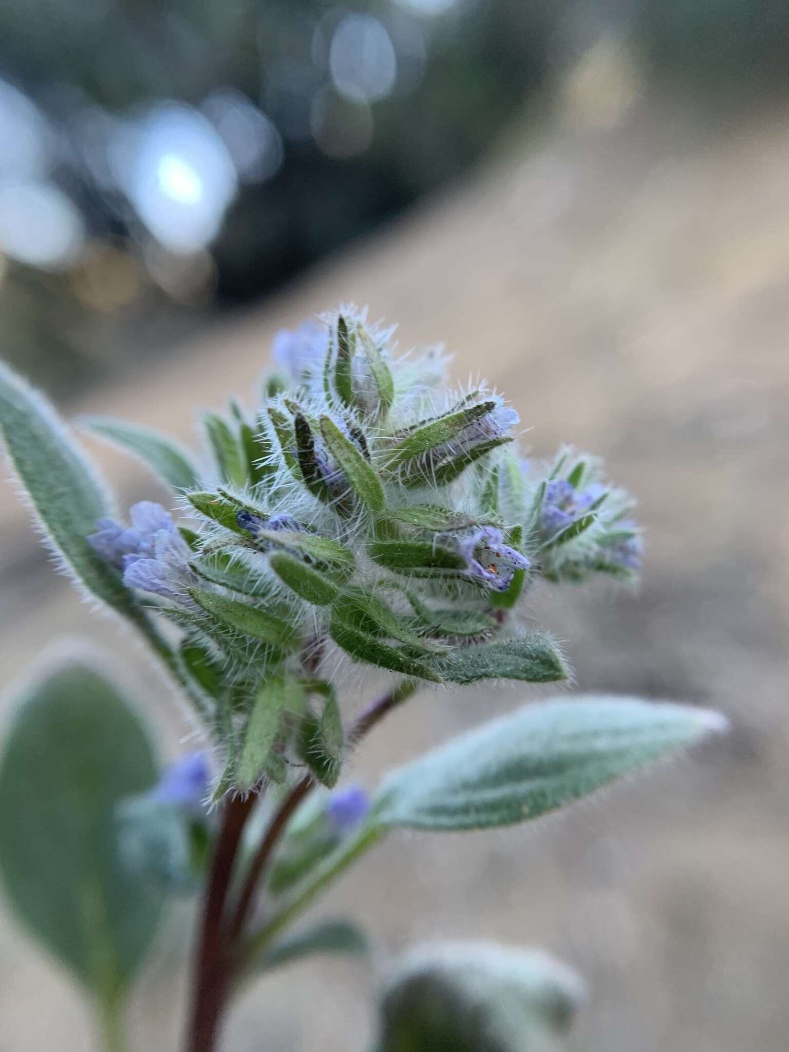 Image of Nine Mile Canyon phacelia