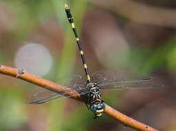 Image of Southern Fingertail