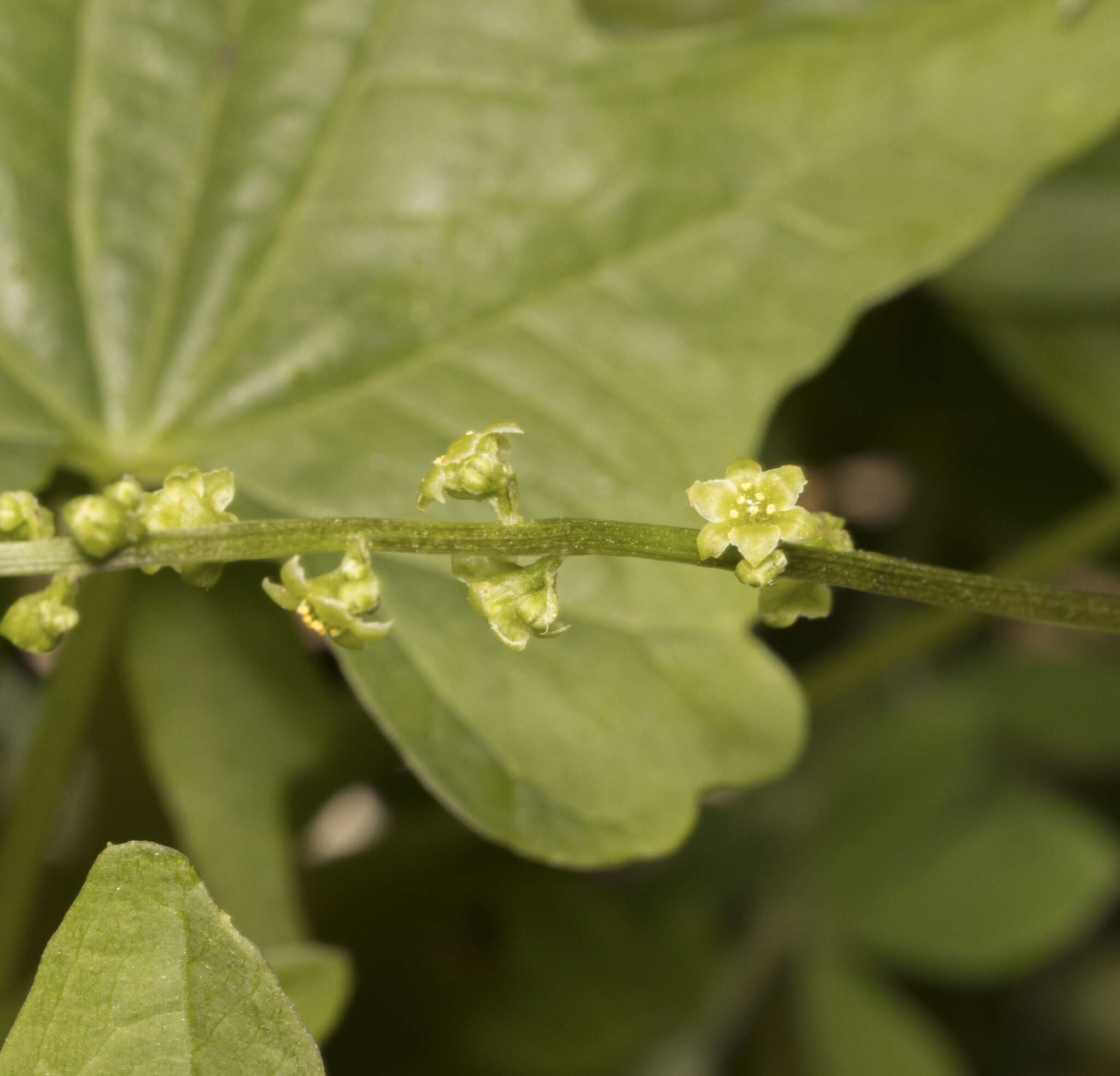 Image of Dioscorea brachybotrya Poepp.