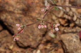 Image of unarmed buckwheat