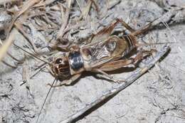 Image of Badlands Cricket