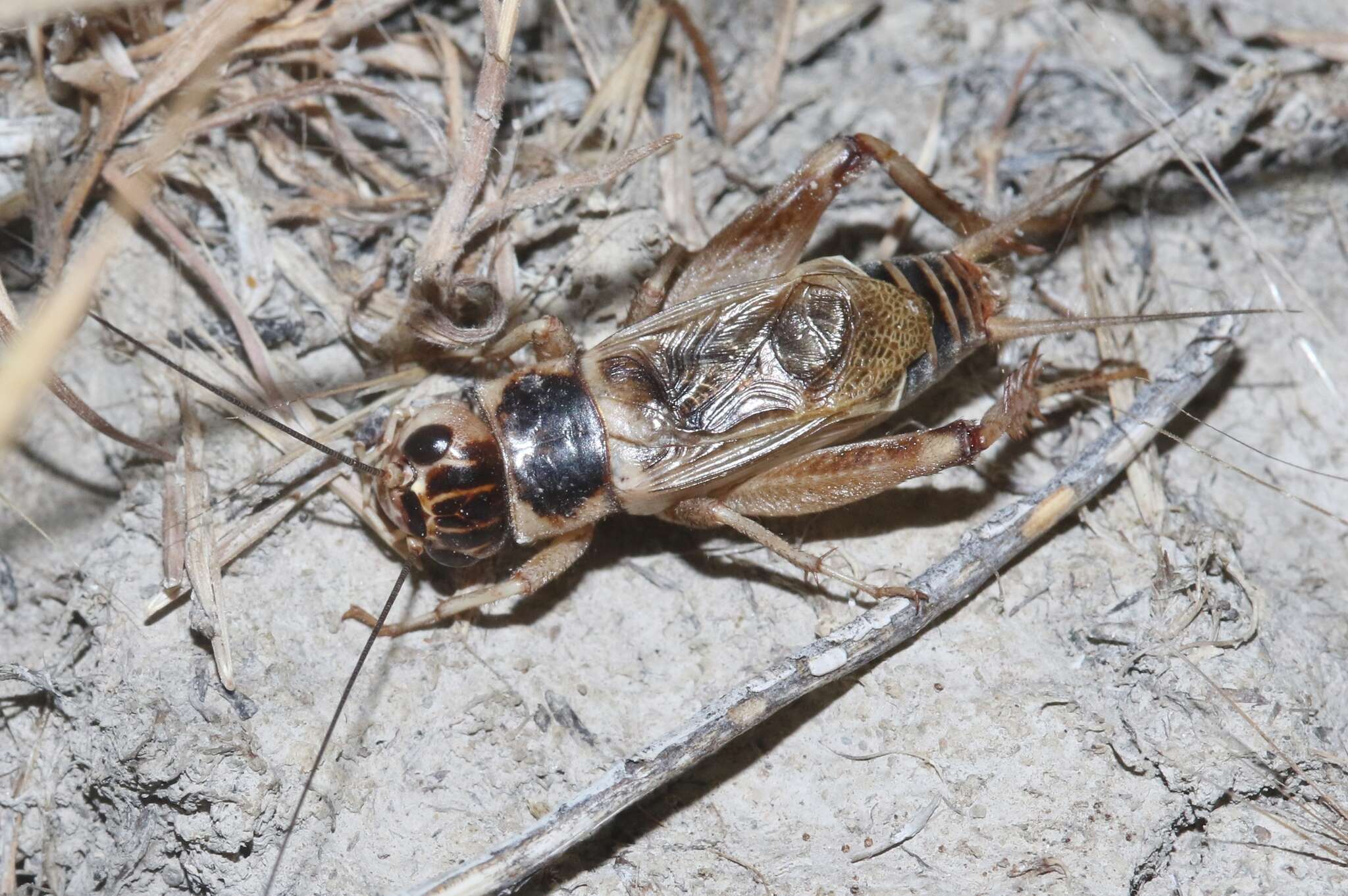 Image of Badlands Cricket